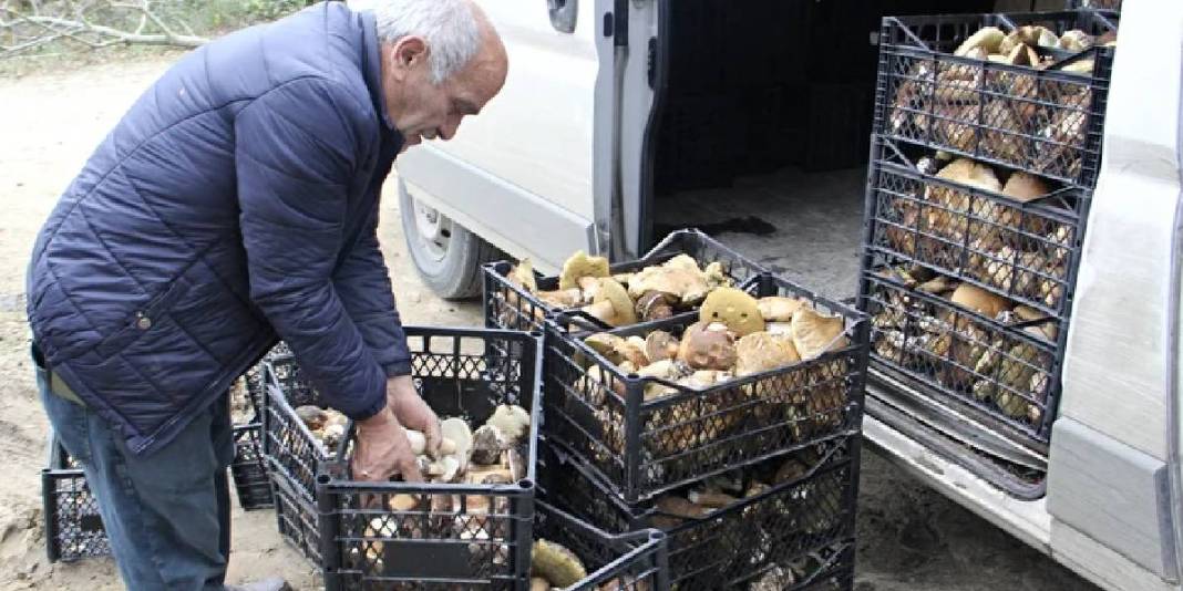 Dağ tepe geziyor tek tek topluyorlar! Yerel halkın para kaynağı: Kilosu 600 TL ediyor 5